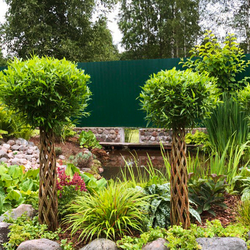 Саджанці декоративної верби Датське коріння (плетена) 120-140 см см (черенкований) - 1-річний Чернівці - фото 1