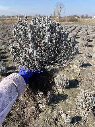 Дворічні кущі білої лаванди сорту Ellegance Snow Ірпінь