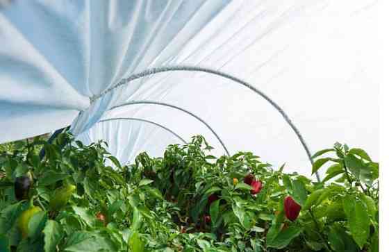 Парник 60г/м2 3м Харків