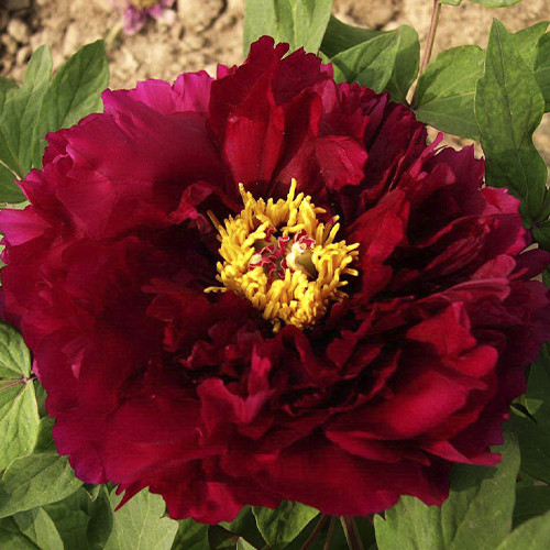 Саджанці піона деревоподібного Свобода (сіянець) - 2-річний Чернівці - фото 1