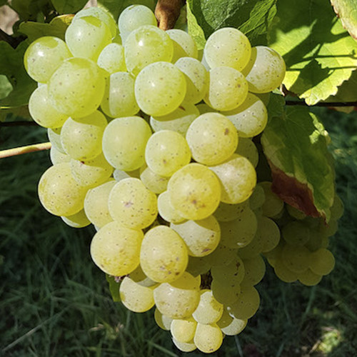 Cаджанці винограду Сильванер (черенкований) - 1-річний Чернівці - фото 1