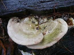 Гриб Траметес горбатый, 50г master sem Киев - изображение 2