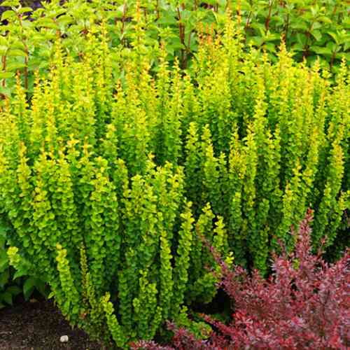 Саженцы барбариса Эректа (черенкованный) - 2-летний Черновцы