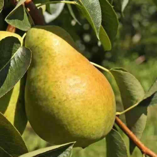 Саженцы груши Александра (привитые) - 2-летние Черновцы