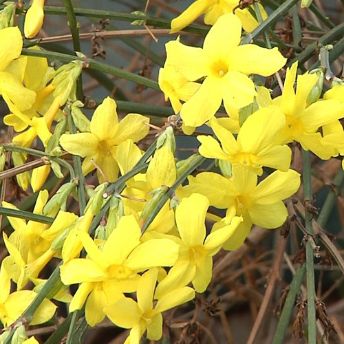 Саджанці жасмину Нудіфльорум (черенкований) - 1-річний Чернівці - фото 1