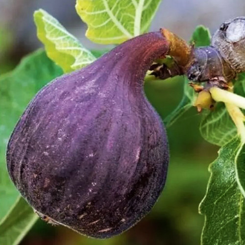 Саженцы инжира Финиковый (черенкованный) - 1-летний Черновцы - изображение 1