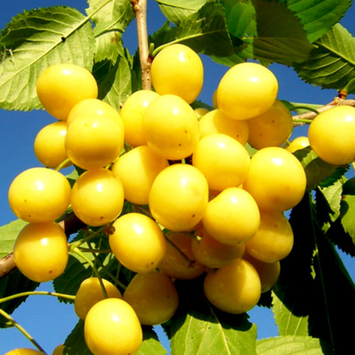 Саджанці вишні Мрія Імператора (привитий) - 2-річний Чернівці - фото 1