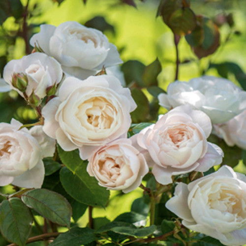 Саженцы роз Невеста (привитый) - 2-летний Черновцы - изображение 1