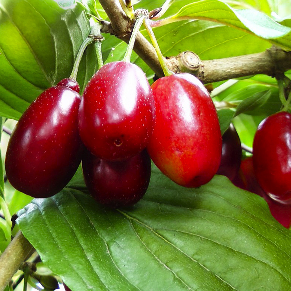 Черенки кизила Елена (5 штук) Черновцы - изображение 1