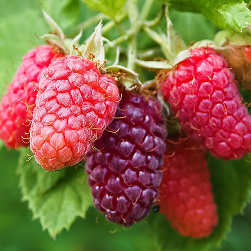 Саженцы малины Маросейка (черенкованный) - 1-летний Черновцы - изображение 1