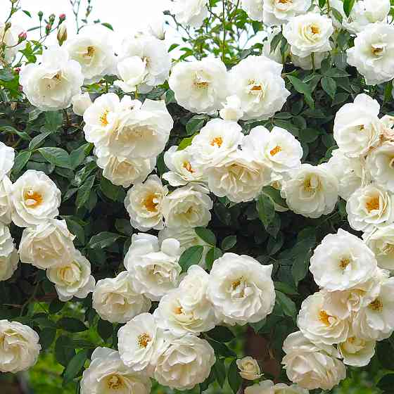 Саженцы плетистых роз Айсберг (привитый) Черновцы