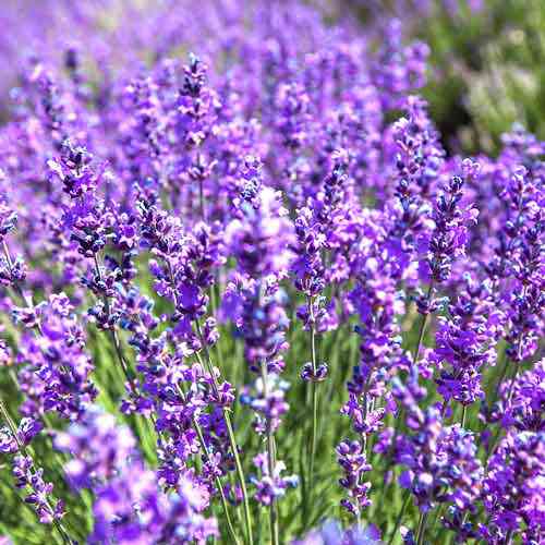 Саженцы лаванды Крымская (черенкованная) - 1-летняя Черновцы