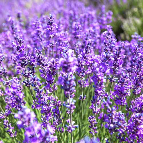 Саженцы лаванды Крымская (черенкованная) - 1-летняя Черновцы - изображение 1