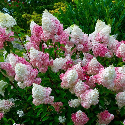 Саджанці гортензії Пінк Леді (черенкований) - 1-річний Чернівці - фото 1