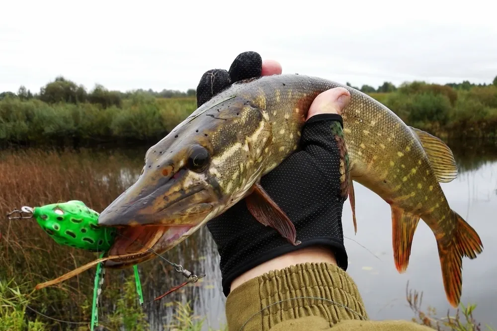 Воблер Лягушка номер 1 жаба Незацепляйка на щуку, окуня Киев - изображение 3