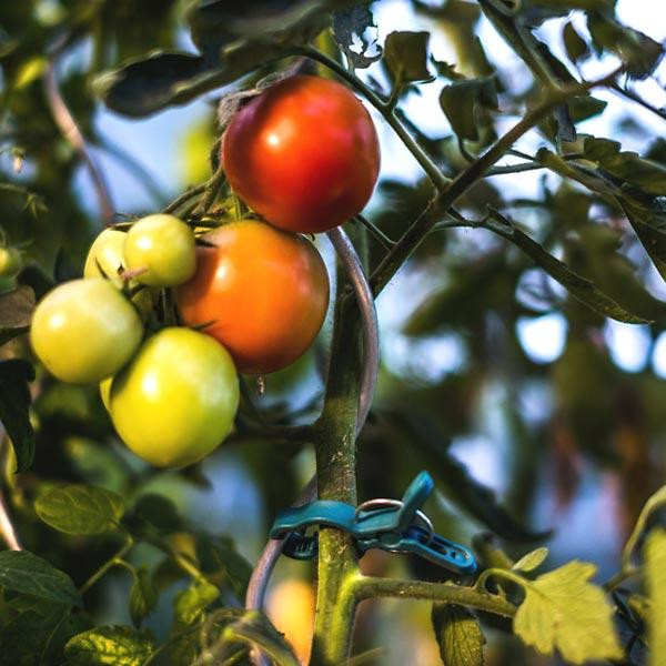 Затискачі для кріплення рослин ⌀19мм 10шт. Bradas, Польща Київ - фото 2