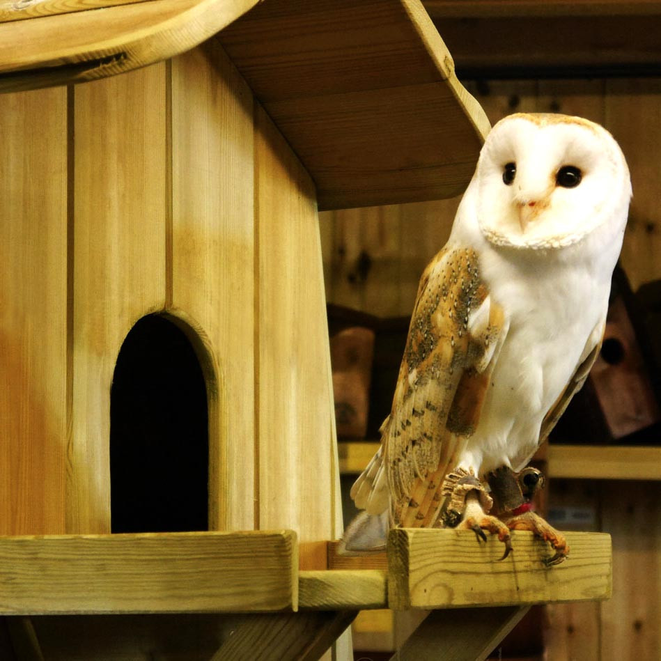 Будиночок для сови "Жульга" сієна Миколаїв - фото 2