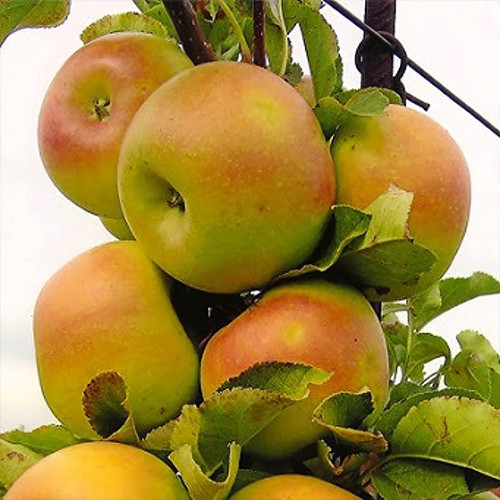 Саженцы яблони Ренет Золотой (привитый) - 1-летний Черновцы - изображение 1