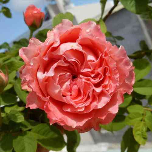 Саджанці троянд Корал Желе (привитий) - 2-річний Чернівці