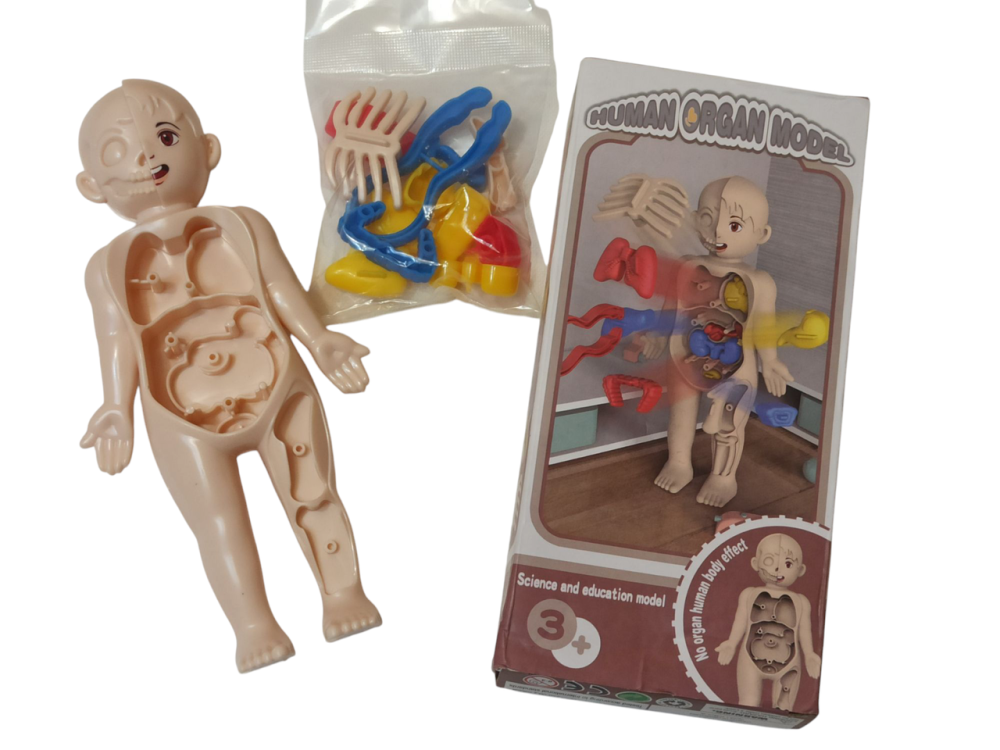 Анатомічна модель тіла людини 3 D пазл навчальна іграшка для дітей 18 см різнокольоровий Київ - фото 6