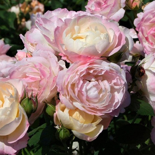 Саженцы роз Андре Брише (привитый) - 2-летний Черновцы - изображение 1