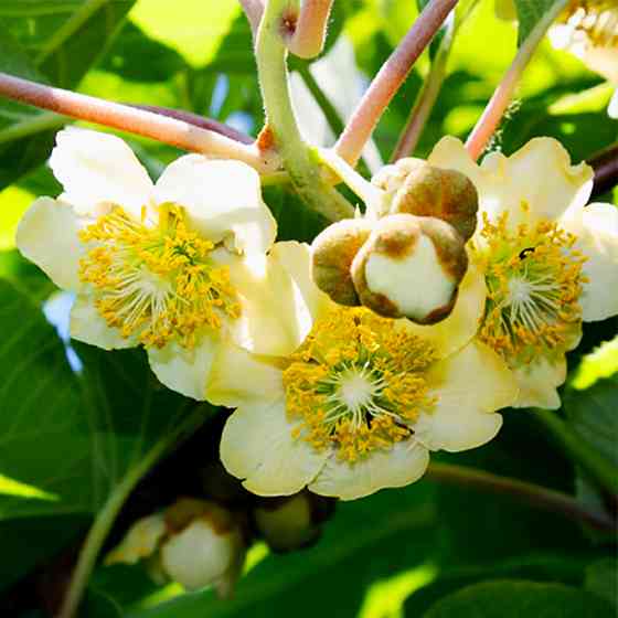 Саджанці ківі Мальбек - 1-річний Чернівці