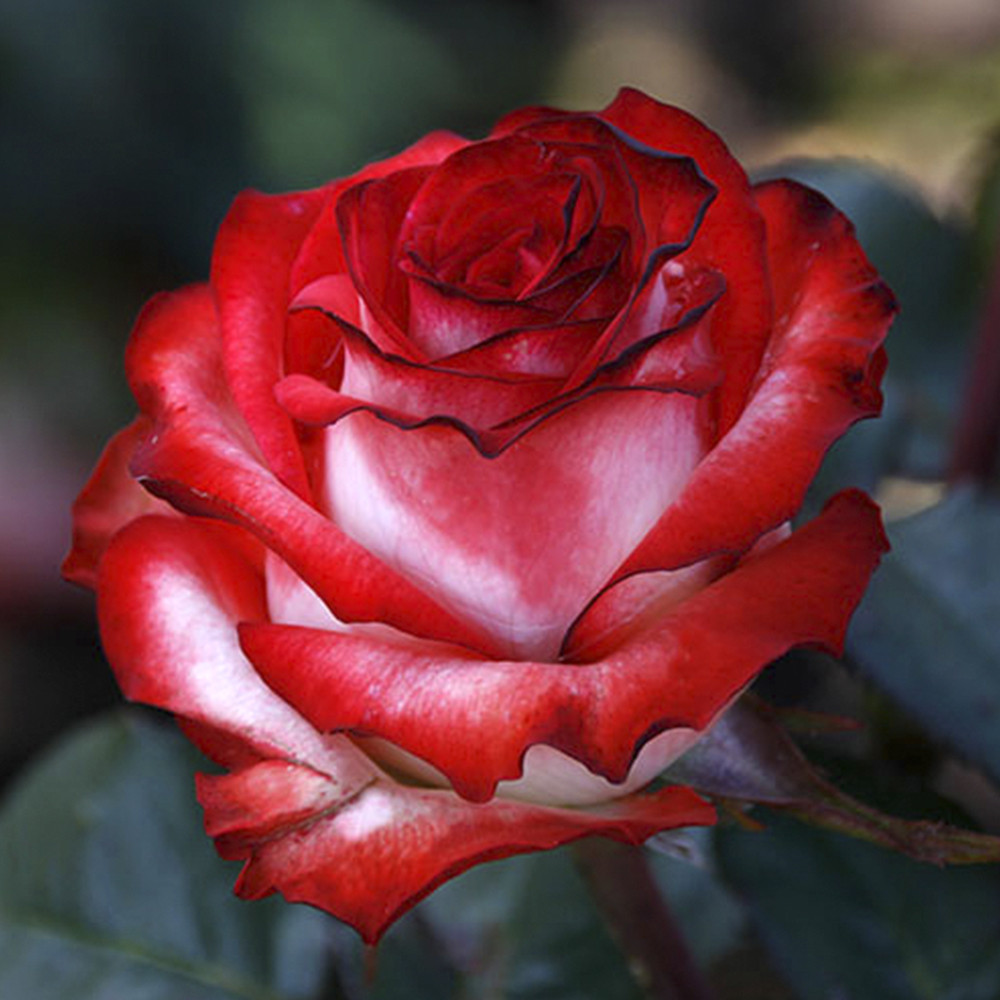 Саженцы чайно-гибридных роз Блаш (привитый) Черновцы - изображение 1