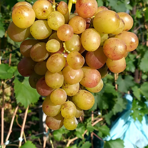 Cаджанці винограду Смішарики (черенкований) - 2-річний Чернівці - фото 1