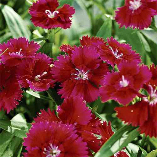 Саженцы гвоздики Китайская Красная (черенкованный) - 2-летний Черновцы