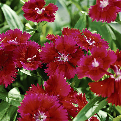 Саджанці гвоздики Китайська Червона (черенкований) - 2-річний Чернівці - фото 1