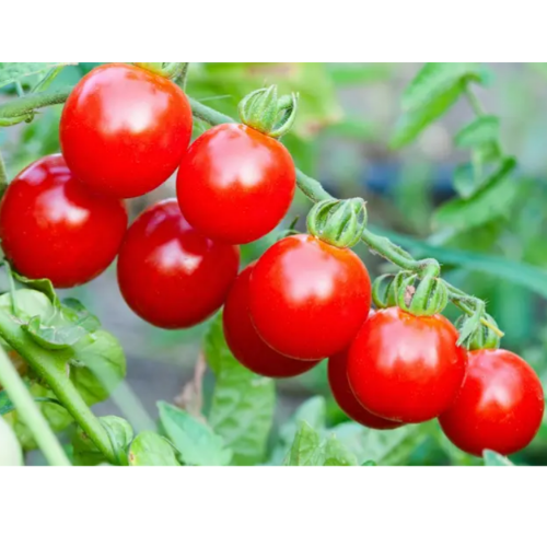 Томат Черрі червоний 0,2гр Смачний Житомир - фото 3