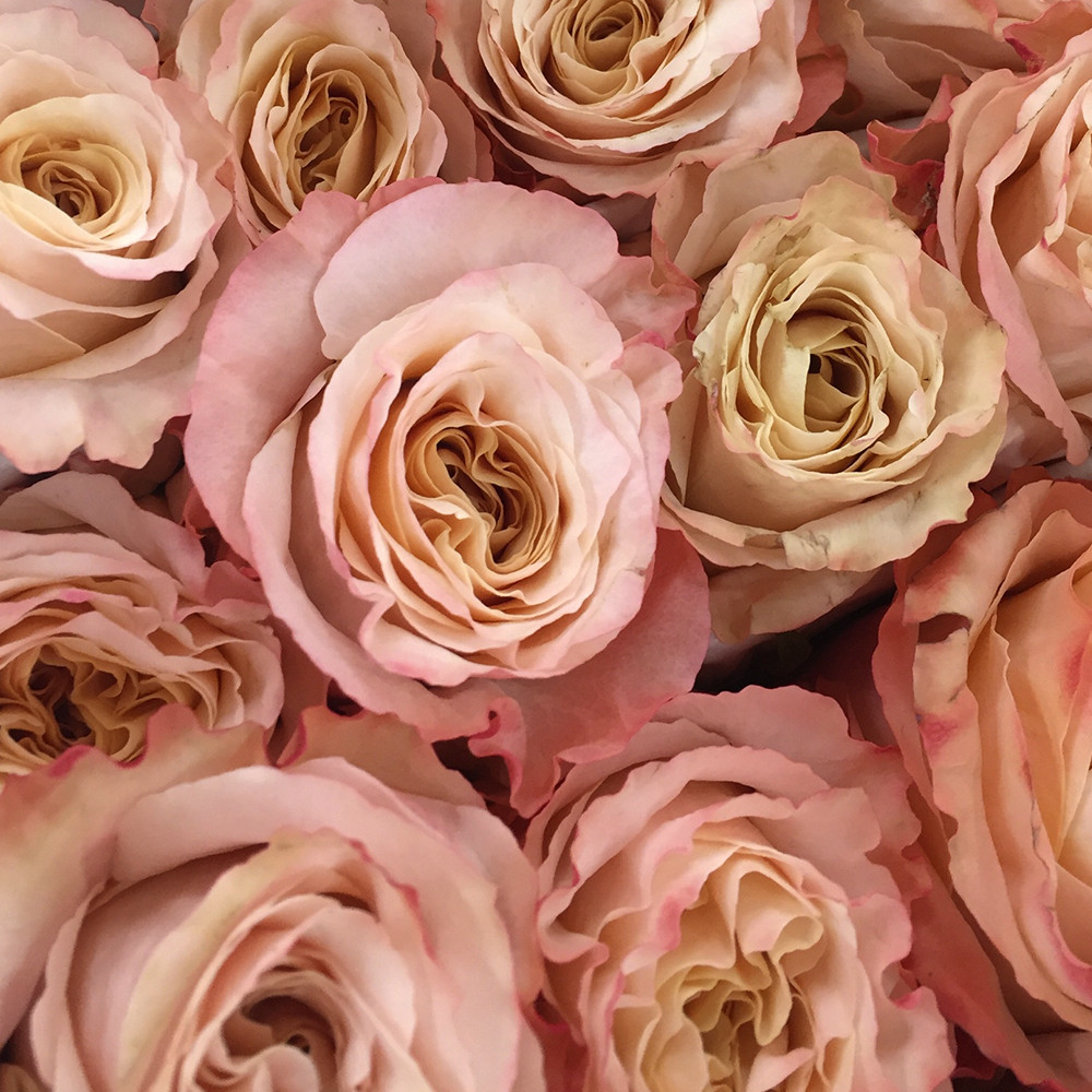 Саджанці чайно-гібридних троянд Шиммер (привитий) Чернівці - фото 3