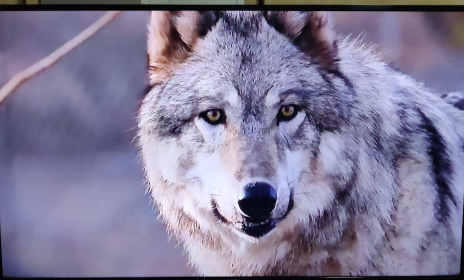 Телевізор: Samsung Smart TV 43" UE43J5202AU. Харків - фото 1