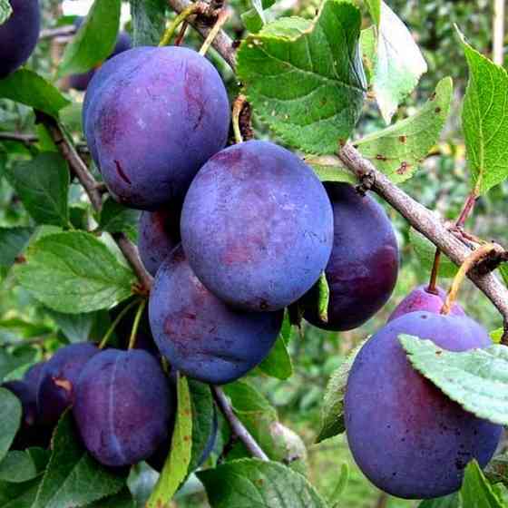 Саджанці сливи Кубанська (привитий) - 2-річний Чернівці