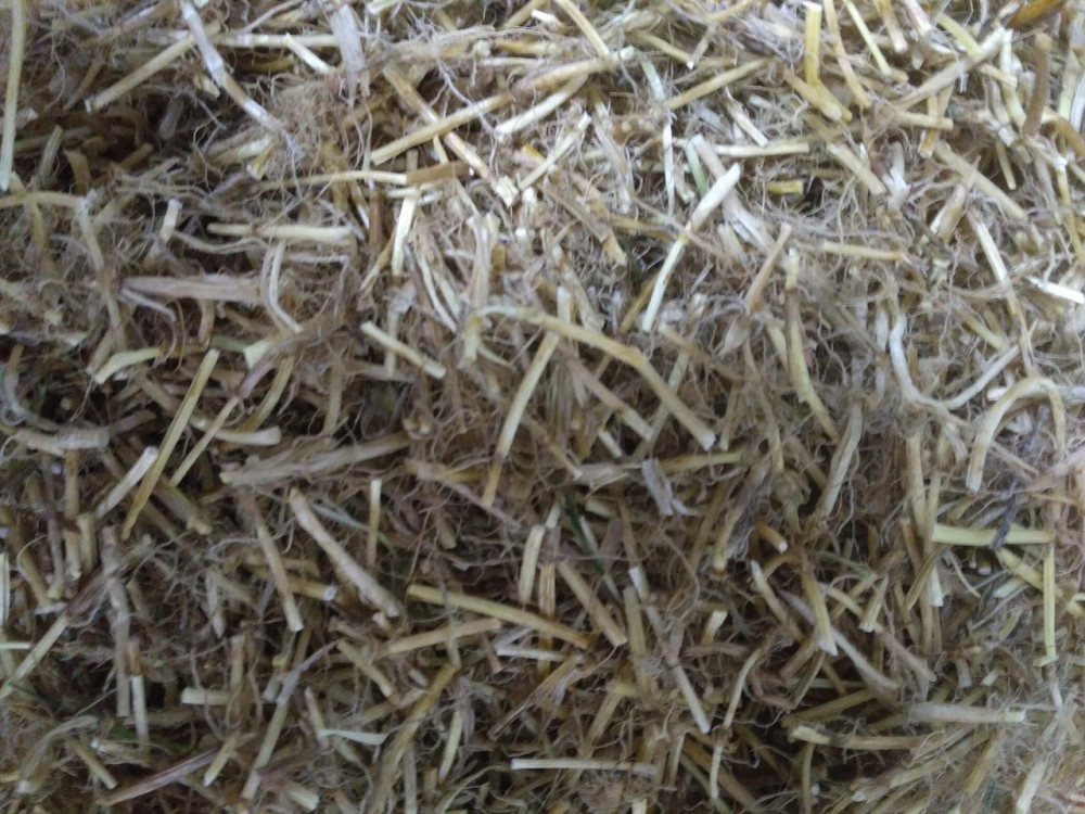 Пирій повзучий (корінь) (Корень пырея)100г master sem Киев - изображение 1