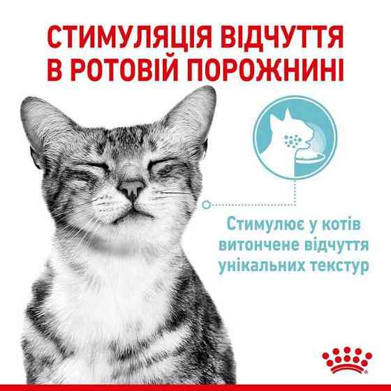 Royal Canin Sensory Feel Jelly (Роял Канін Сенсорі в желе) вологий корм для перебираних котів 85 г х 12 шт. 85 г х 12 шт. Запоріжжя