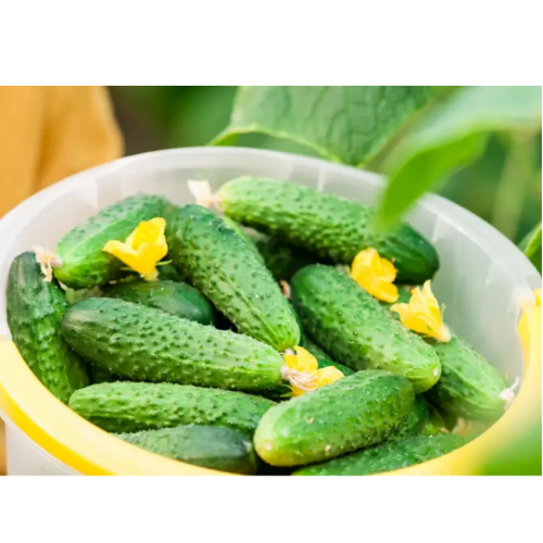 Огірок Парижський корнішон 0,5гр Смачний Житомир - фото 2