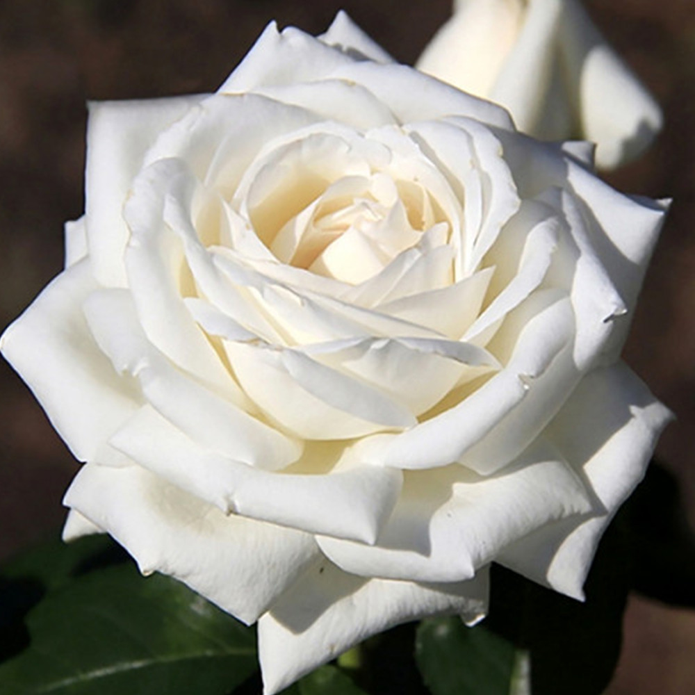 Саджанці троянд на штамбі Боїнг (привитий) Чернівці - фото 4