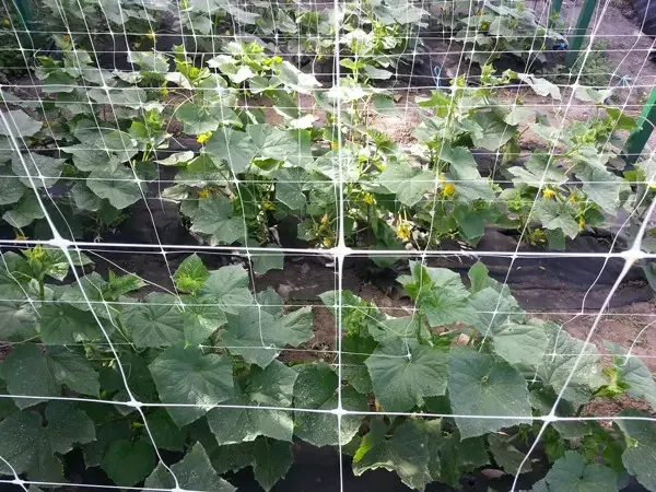 Сітка пластикова 15*18 1,7×5 метрів  посилена (біла) огіркова сітка Дніпро - фото 10