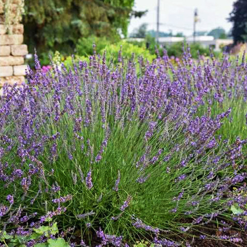 Саженцы лаванды Феноменал (черенкованный) - 1-летний Черновцы - изображение 1