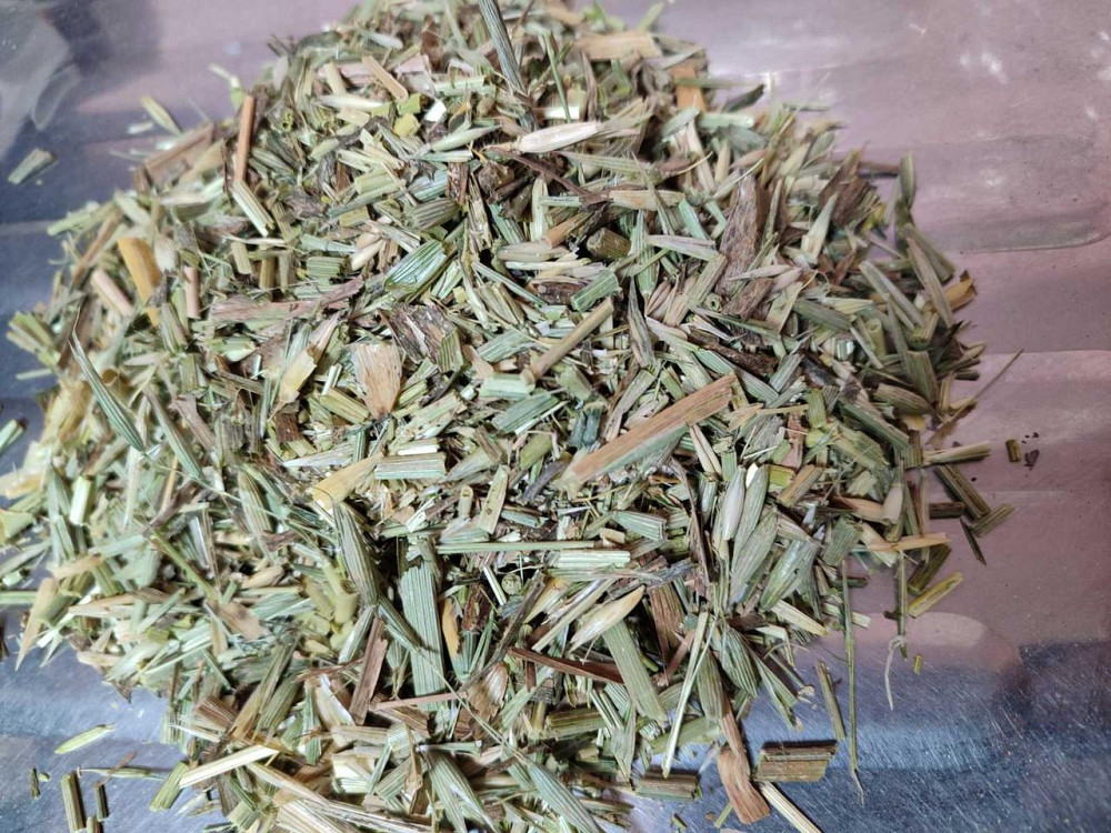 Овес (трава молочной спелости), 1кг. MasterSEM Киев - изображение 1