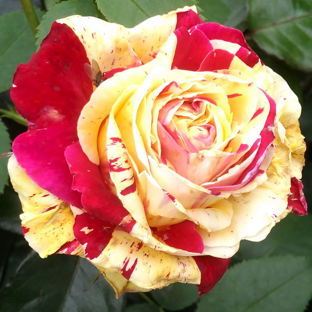 Саженцы плетистых роз Ваниль Фрейз (привитый) Черновцы - изображение 2