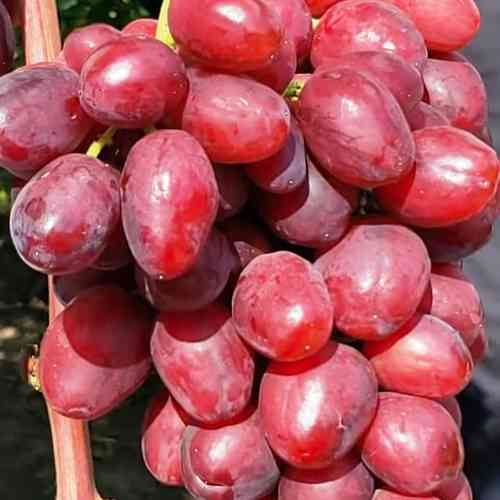 Cаджанці винограду Велюр (черенкований) - 1-річний Чернівці