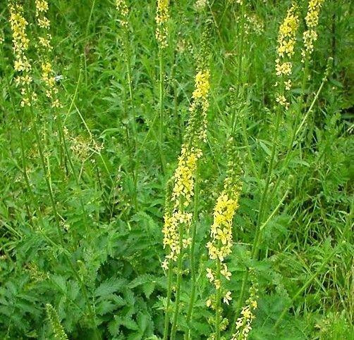 Порило звичайне (Репяшок обыкновенный) 100г master sem Киев - изображение 1