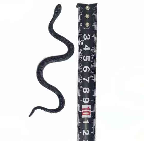 Іграшка змія резинова чорного кольору Декор на Хеллоуїн чудова прикраса хеллоуін розмір скручений 10 розмір прямий 17 см Київ