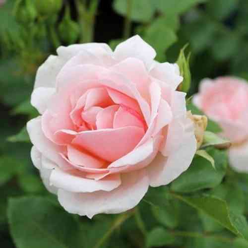 Саженцы роз Тантау (привитый) - 2-летний Черновцы