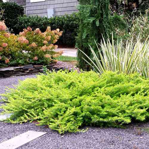 Саджанці ялівцю Старе Золото (черенкований) - 3-річний Чернівці