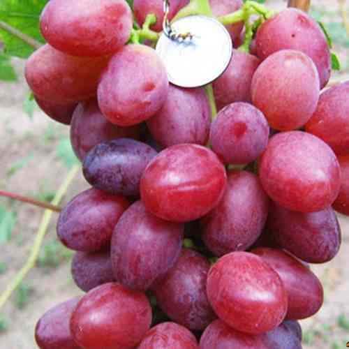 Саженцы винограда Бонус (черенкованный) - 2-летний Черновцы