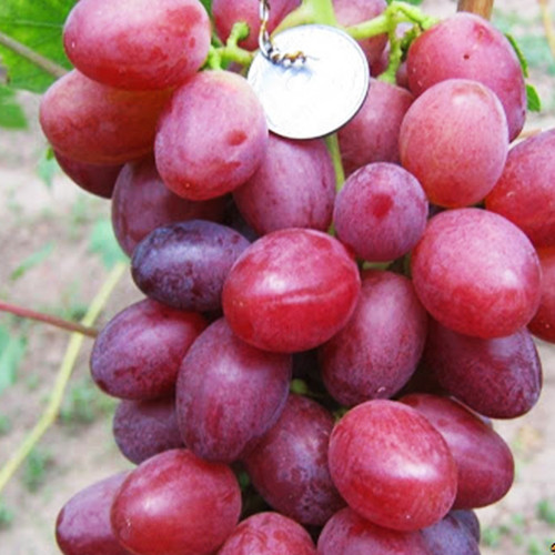 Саженцы винограда Бонус (черенкованный) - 2-летний Черновцы - изображение 1