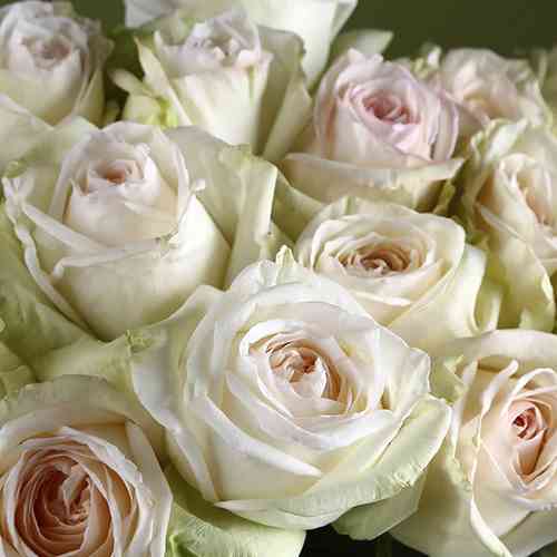 Саджанці троянд Охара (привитий) - 2-річний Чернівці